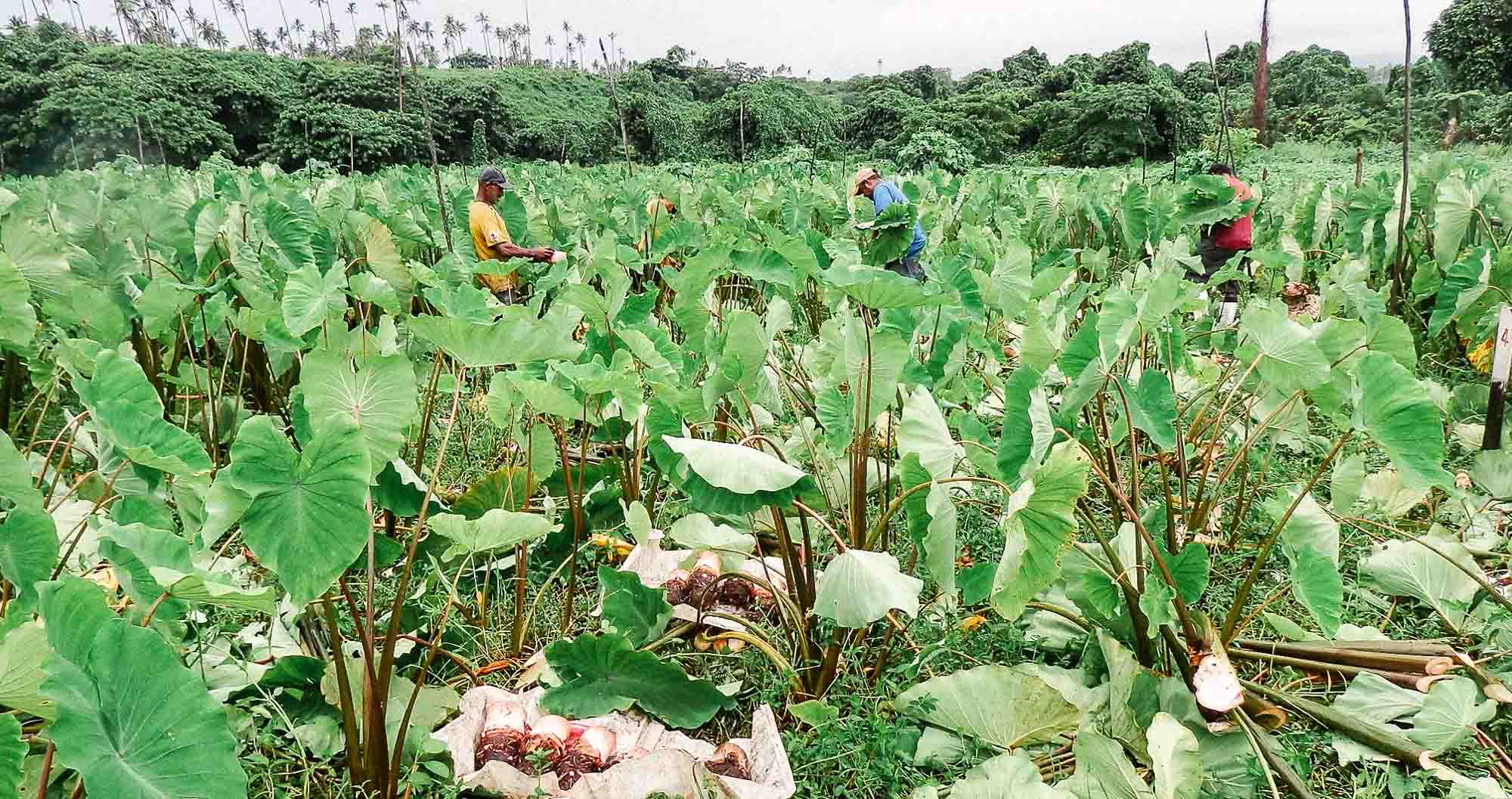 A taro harvest on Taveuni island