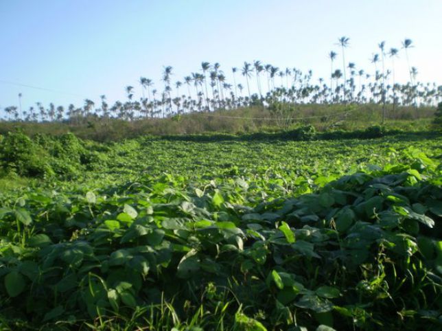 Mucuna bean trial at Vunivasa, Fiji